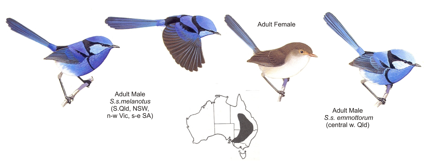 Black-backed Fairy-wren