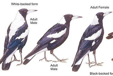 Butcherbirds and Currawongs