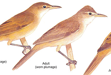 Reed-Warblers