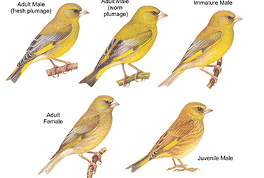 Old-World Finches