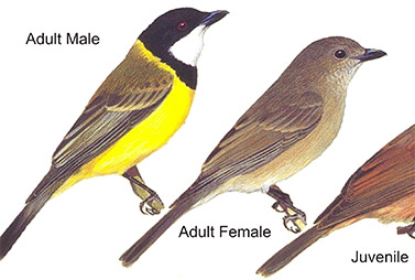 Whistlers and Shrike-thrushes